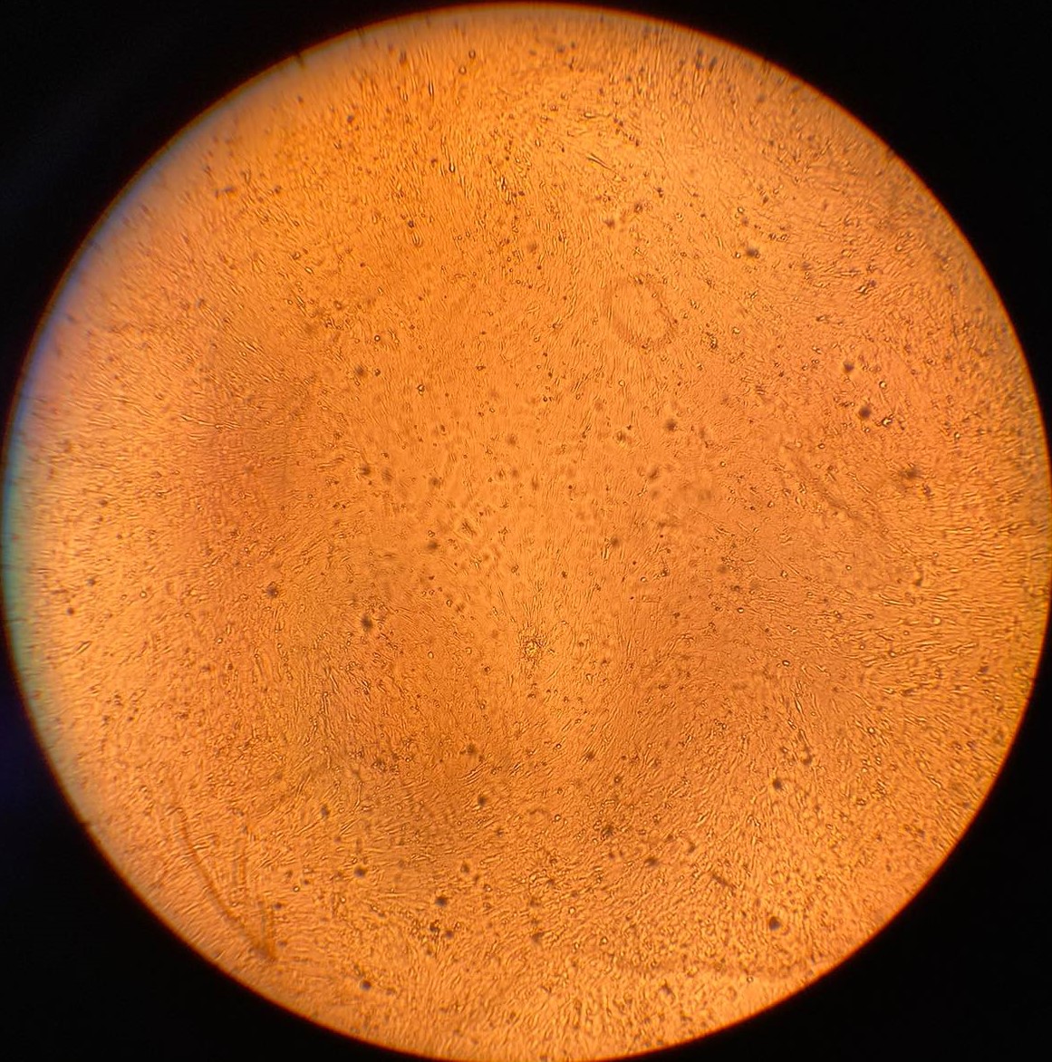 микроскопско изображение 2